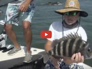 sheepshead