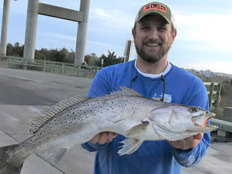speckled trout