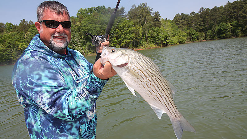 stripers