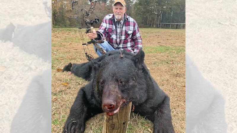 bear
