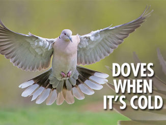 Carolina doves