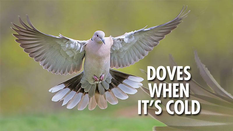 Carolina doves