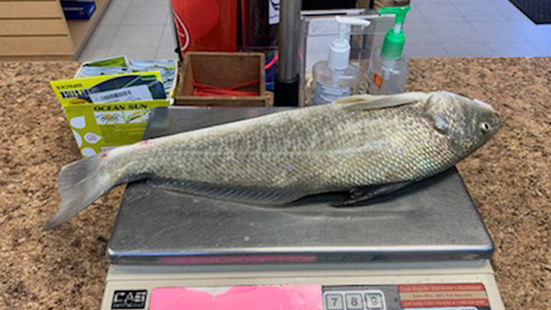 whiting on scale