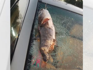 catfish shatters windshield