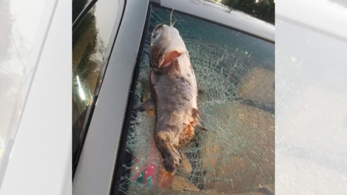 catfish shatters windshield