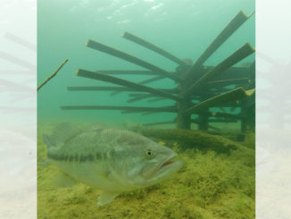 fish habitat