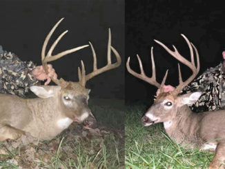 trophy bucks
