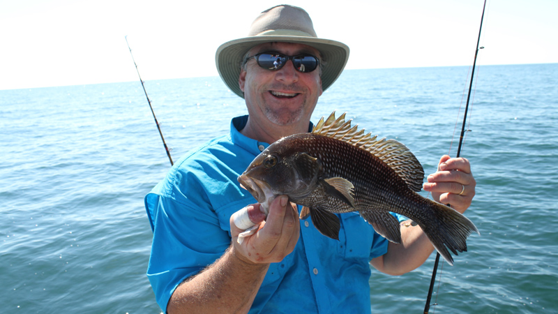 black sea bass