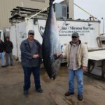 giant bluefin