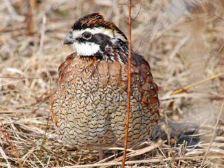 quail