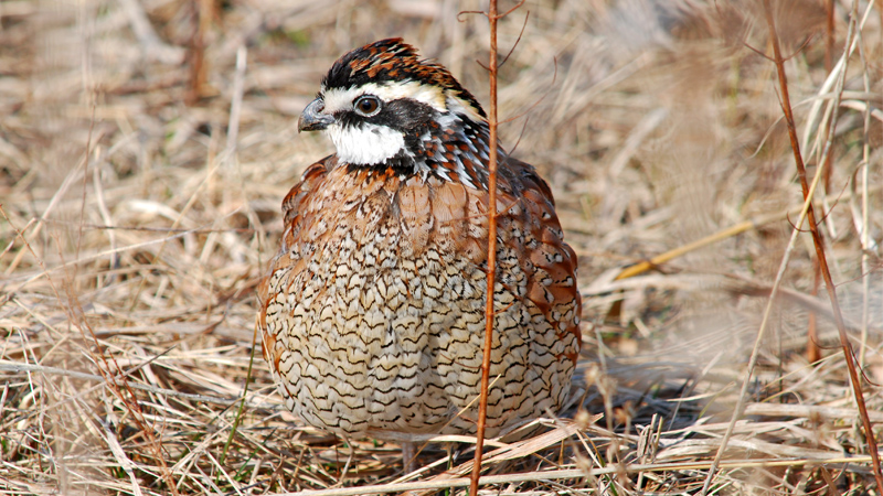 quail