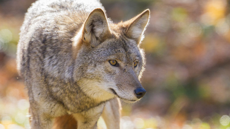 coyote classic