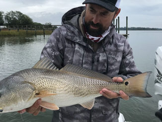 redfish