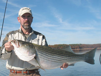 stripers