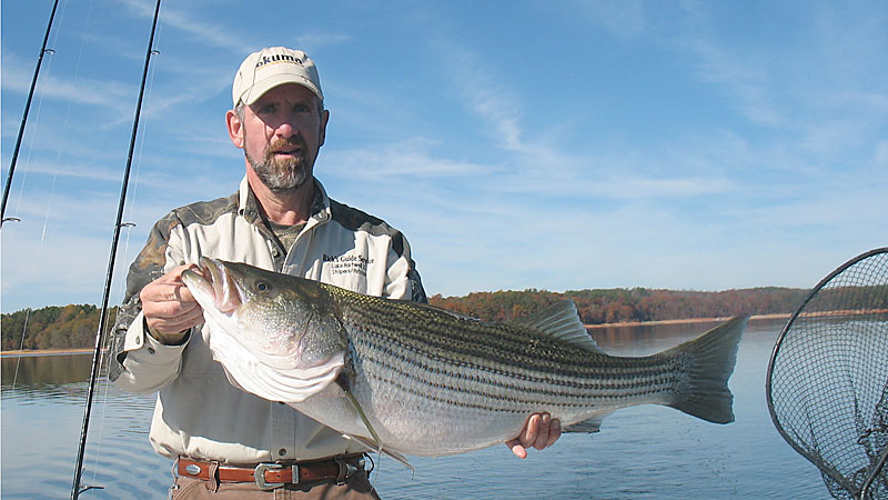 stripers