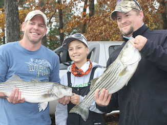 High Rock's winter striped bass