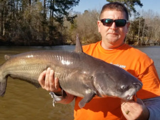 Fishing Creek catfish