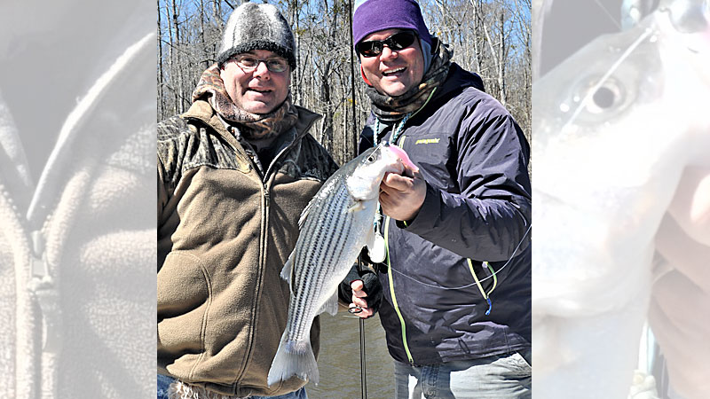 stripers