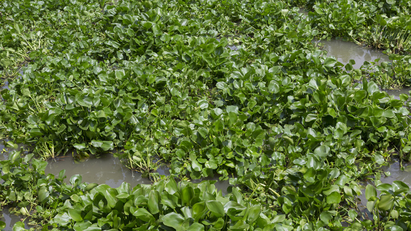 aquatic plants