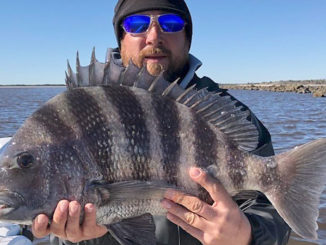 Murrells Inlet sheepshead