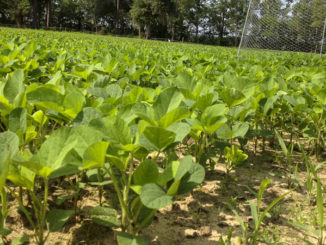 food plots