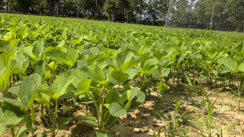 food plots