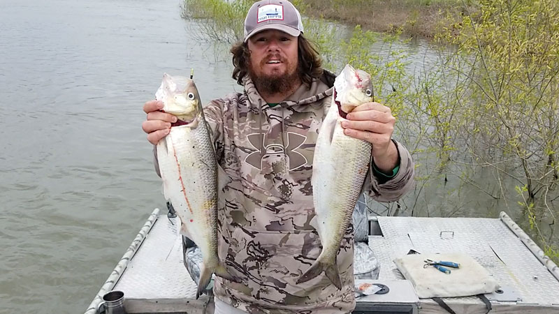 Santee River shad