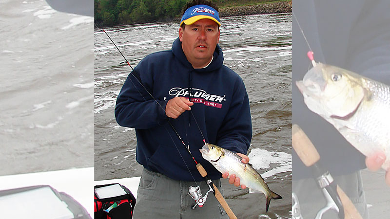 Cape Fear River shad