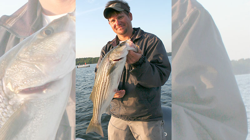 Lake Murray stripers