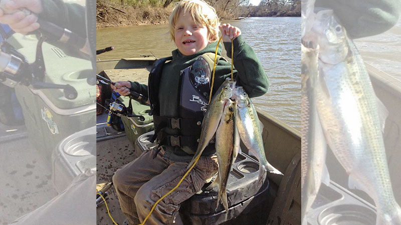 Neuse River shad
