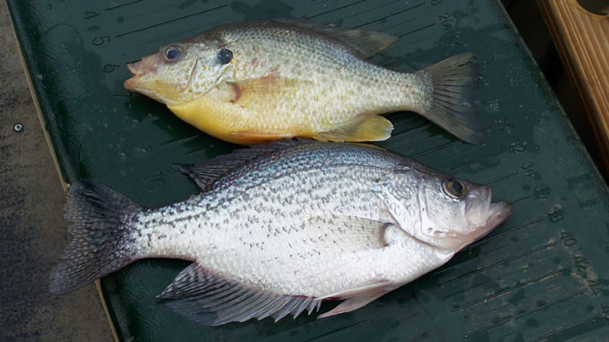 Targeting panfish from a plastic boat - Carolina Sportsman