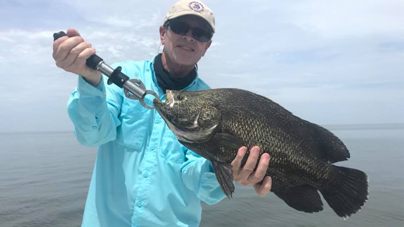 Atlantic spadefish