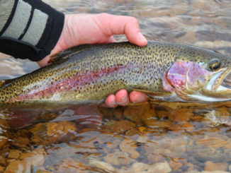 hatchery supported trout waters