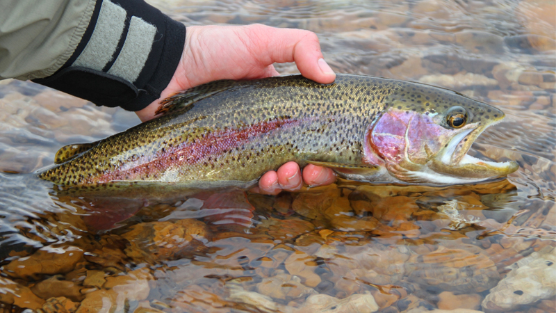 hatchery supported trout waters