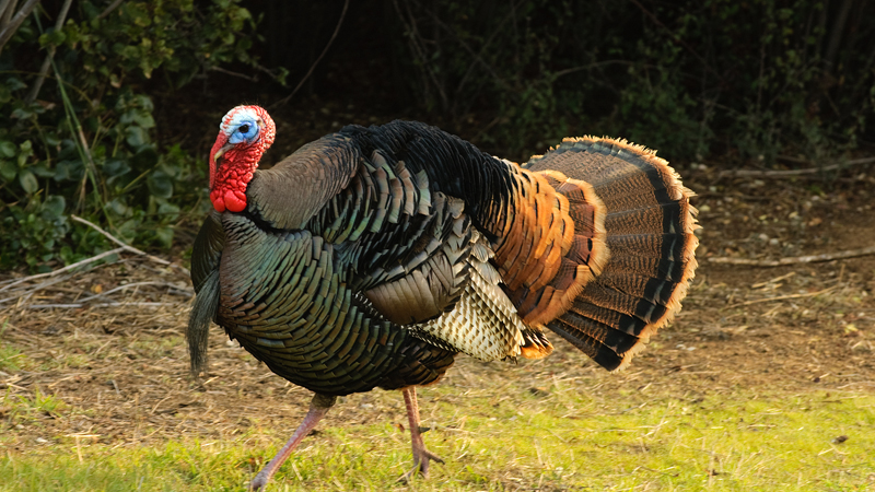 turkey seminars