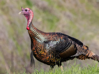 turkey hunting South Carolina