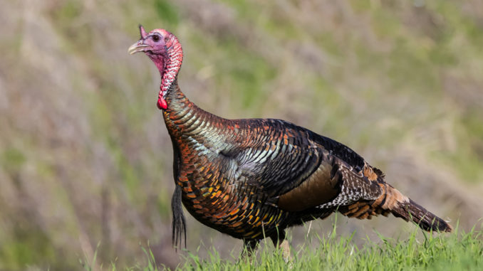 turkey hunting South Carolina