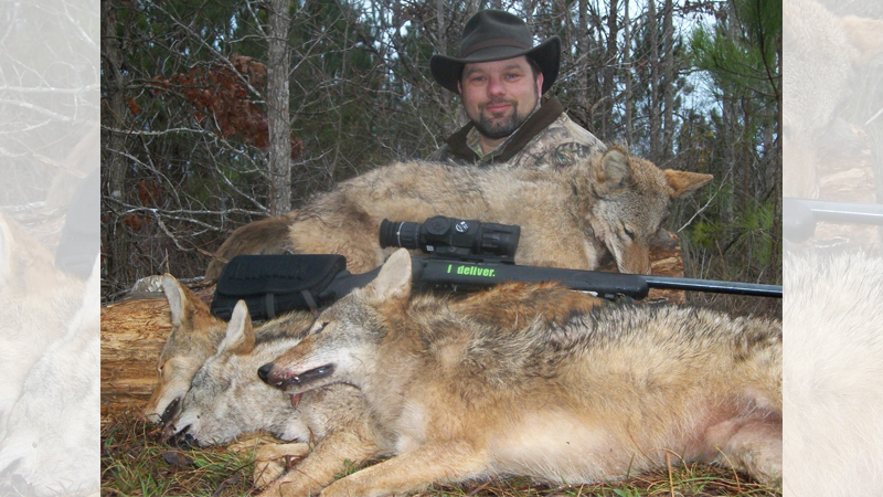 coyotes