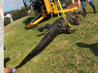 alligator