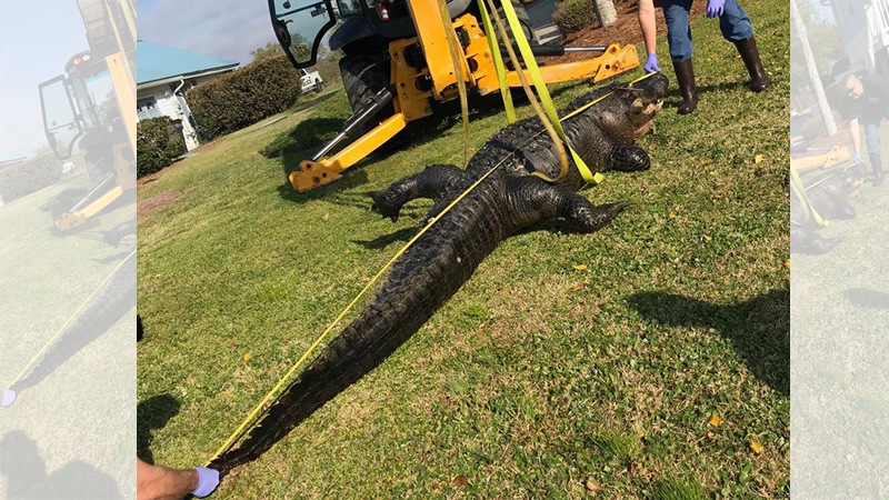 alligator