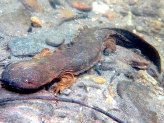 hellbenders