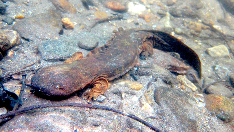 hellbenders