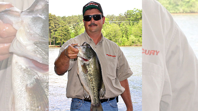 High Rock bass
