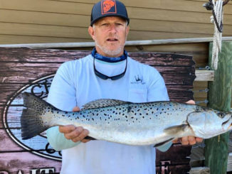 speckled trout
