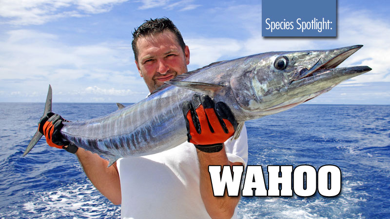 Wahoo are prized fish among offshore anglers. They are among the fastest fish in the sea, are fun to catch, and are plenty tasty.