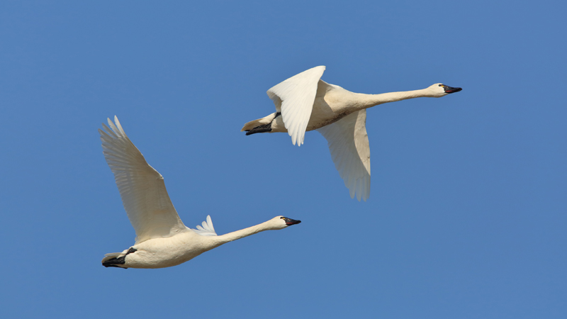 migratory birds