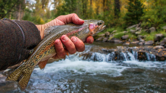 trout