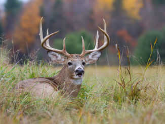 CWD