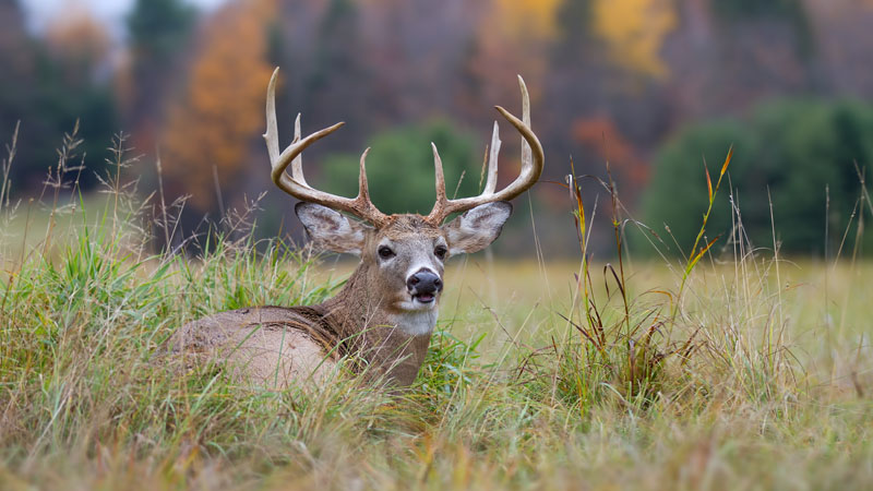 CWD