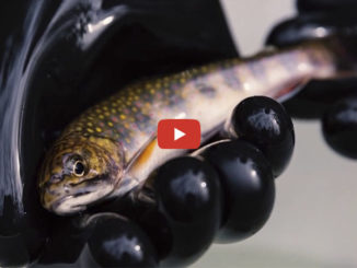 brook trout